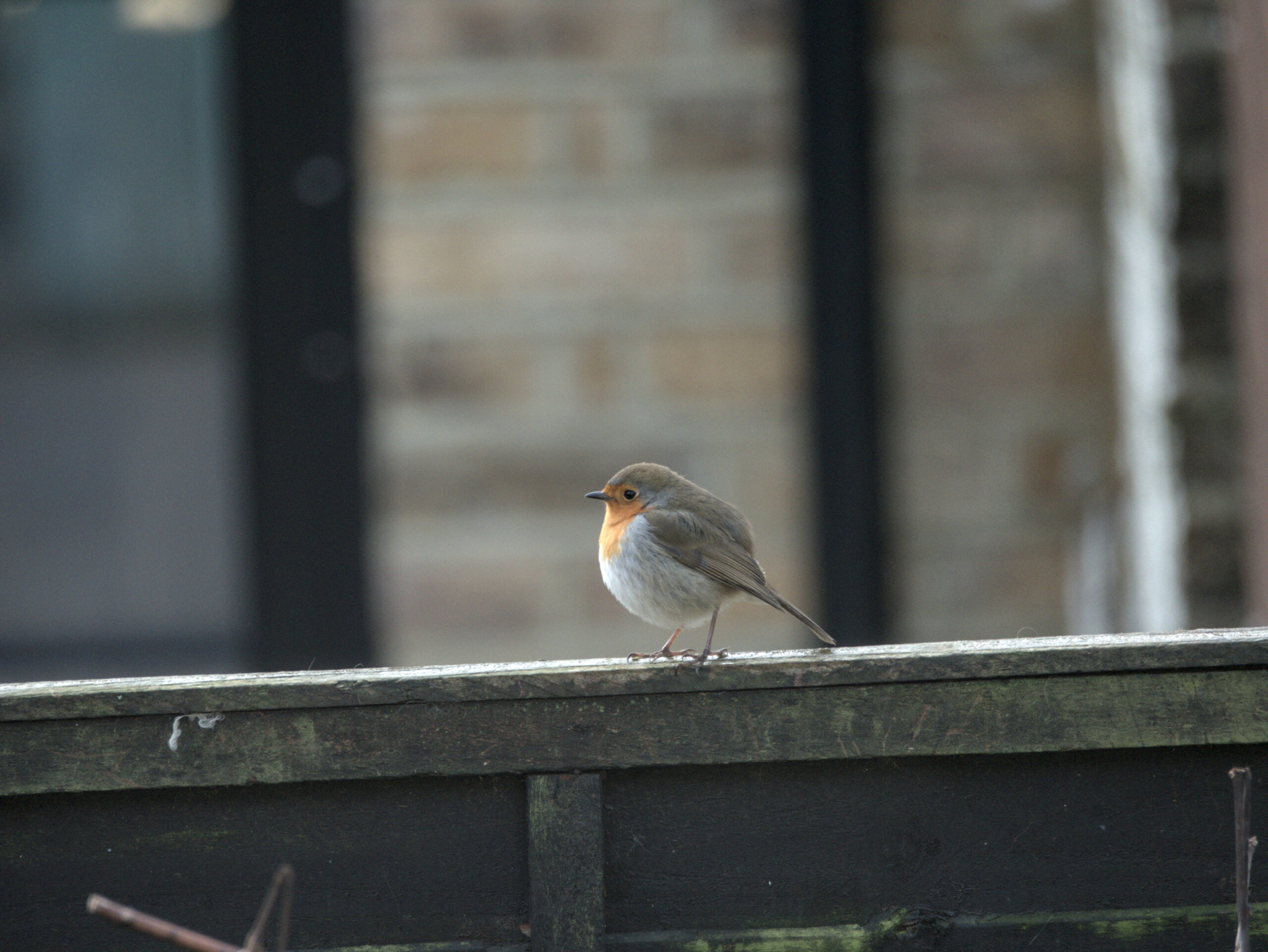 A robin on a fence